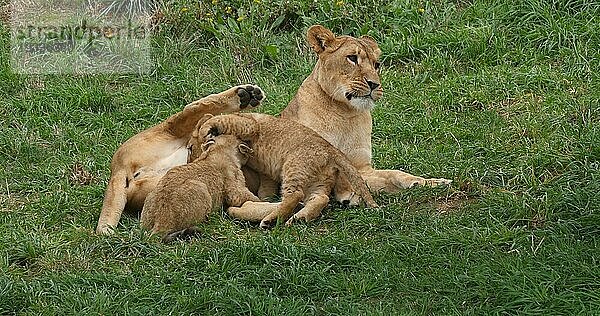 Afrikanischer Löwe (panthera leo)  Mutter und Jungtier säugend