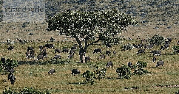 Kaffernbüffel (syncerus caffer)  stehende Herde in der Savanne  Tsavo Park in Kenia