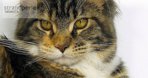 Brown Tortie Blotched Tabby und White Maine Coon Hauskatze  Nahaufnahme des Kopfes der Katze vor weißem Hintergrund  Normandie in Frankreich