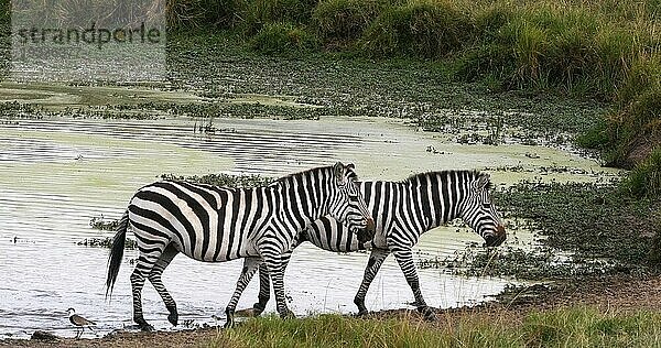 Grant's Zebra (equus burchelli) boehmi  Herde stehend am Wasserloch  Masai Mara Park in Kenia