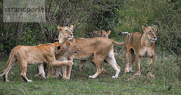 Afrikanischer Löwe (Panthera leo)  Mutter und Jungtier  Masai Mara Park in Kenia