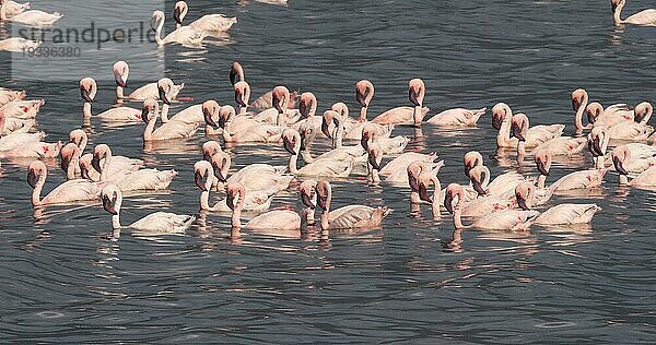 Zwergflamingo (phoenicopterus minor)  Kolonie am Bogoriasee in Kenia