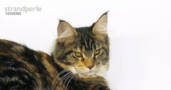 Brown Tortie Blotched Tabby und White Maine Coon Hauskatze  Nahaufnahme des Kopfes der Katze vor weißem Hintergrund  Normandie in Frankreich