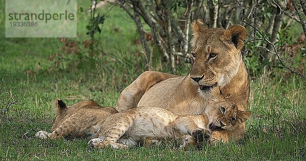 Afrikanischer Löwe (Panthera leo)  Mutter und Jungtier  Masai Mara Park in Kenia