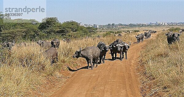 Kaffernbüffel (syncerus caffer)  Herde in der Savanne  Nairobi Park in Kenia