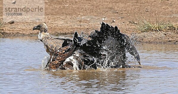 Afrikanischer Weißrückengeier (gyps africanus)  Gruppe im Wasser stehend  beim Baden  Nairobi Park in Kenia