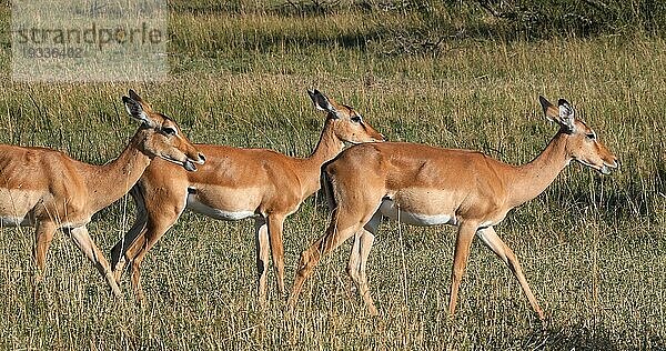 Impala (aepyceros) melampus  Herde von Weibchen  Masai Mara Park in Kenia