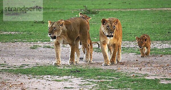 Afrikanischer Löwe (Panthera leo)  Mutter und Jungtiere  Masai Mara Park in Kenia