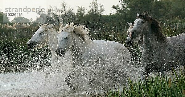 Camargue Pferd  Herde trabend oder galoppierend durch Sumpf  Saintes Marie de la Mer in der Camargue  in Südfrankreich