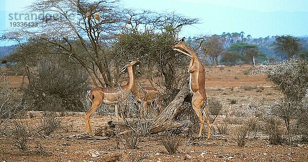 Gerenuk (litocranius walleri) oder Gerenuk  Weibchen steht auf den Hinterbeinen und frisst Akazienblätter  Samburu Park in Kenia