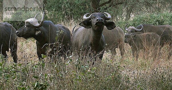 Kaffernbüffel (syncerus caffer)  stehende Herde in der Savanne  Tsavo Park in Kenia