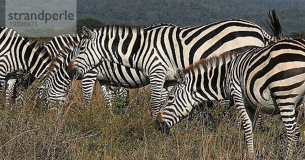 Grant's Zebra (equus burchelli) boehmi  Herde beim Grasfressen im Nairobi Park in Kenia