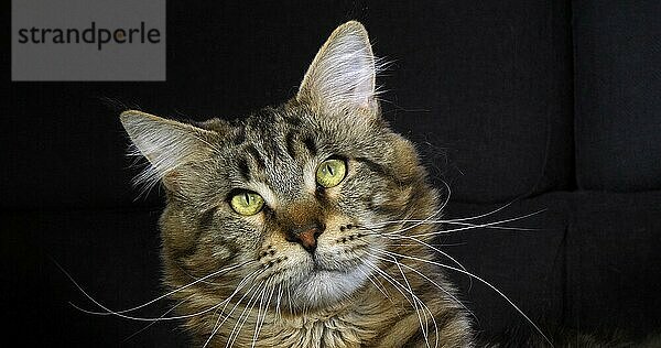 Braun gestromte Maine Coon Hauskatze  Portrait eines Katers vor schwarzem Hintergrund  Normandie in Frankreich