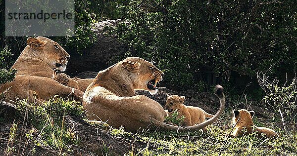 Afrikanischer Löwe (Panthera leo)  Mutter und Jungtiere  Masai Mara Park in Kenia