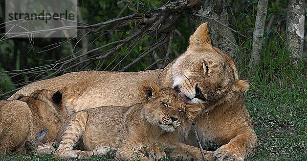 Afrikanischer Löwe (panthera leo)  Mutter leckt Jungtier  Masai Mara Park in Kenia