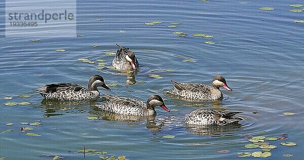 Rotschnabelente (anas erythrorhyncha)  Gruppe im Wasser stehend  Nairobi Park in Kenia