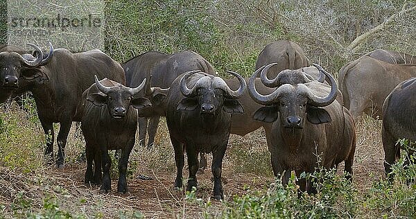 Kaffernbüffel (syncerus caffer)  stehende Herde in der Savanne  Tsavo Park in Kenia