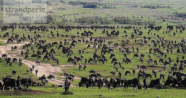 Streifengnu (connochaetes taurinus)  Herde während der Migration  Masai Mara Park in Kenia