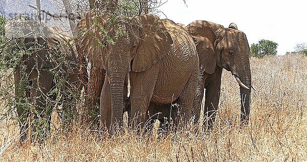 Afrikanischer Elefant (loxodonta africana)  Gruppe im Busch  Tsavo Park in Kenia