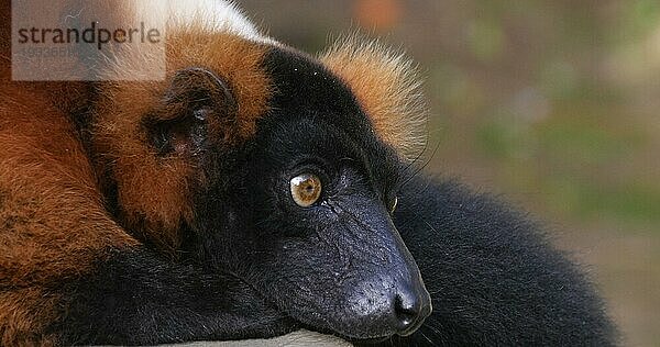 Roter Krauskopflemur  Lemur variegatus rubra  Erwachsener  der sich hinlegt