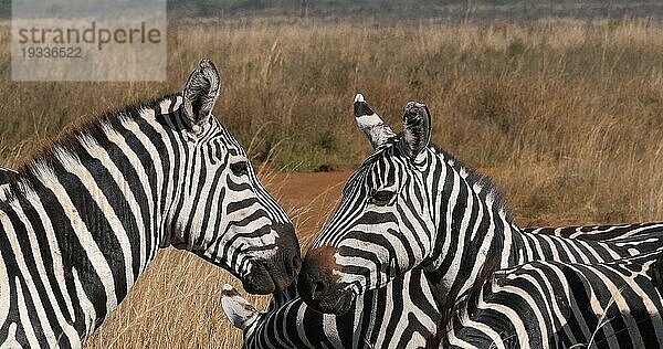 Grant's Zebra (equus burchelli) boehmi  Herde beim Grasfressen im Nairobi Park in Kenia