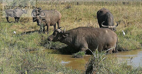 Kaffernbüffel (syncerus caffer)  Gruppe am Wasserloch  Nairobi Park in Kenia