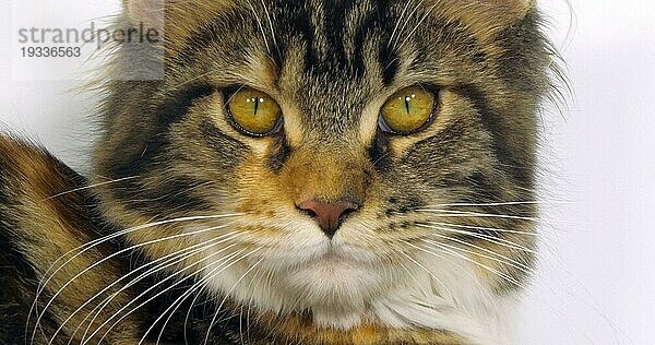 Brown Tortie Blotched Tabby und White Maine Coon Hauskatze  Nahaufnahme des Kopfes der Katze vor weißem Hintergrund  Normandie in Frankreich