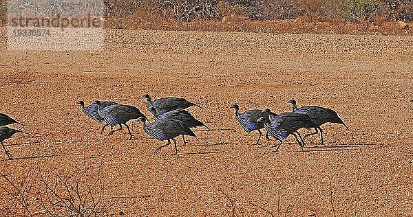 Geierperlhuhn (Acryllium vulturinum)  Gruppe im Samburu Park  Kenia  Afrika