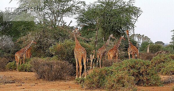 Masaigiraffe (giraffa camelopardalis tippelskirchi)  Gruppe stehend in Savanne  Masai Mara Park in Kenia