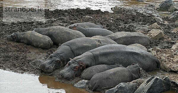 Nilpferd (hippopotamus amphibius)  Gruppe ruht am Fluss  Masai Mara Park in Kenia