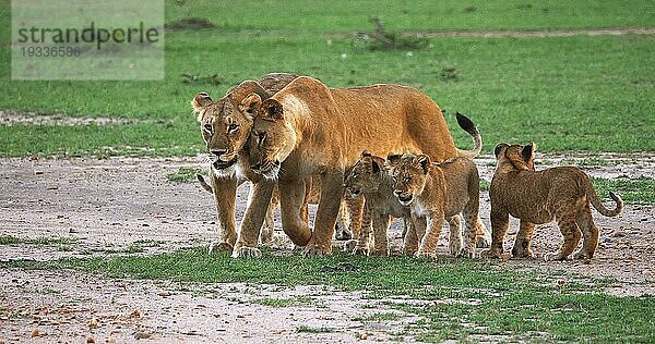 Afrikanischer Löwe (Panthera leo)  Mutter und Jungtiere  Masai Mara Park in Kenia