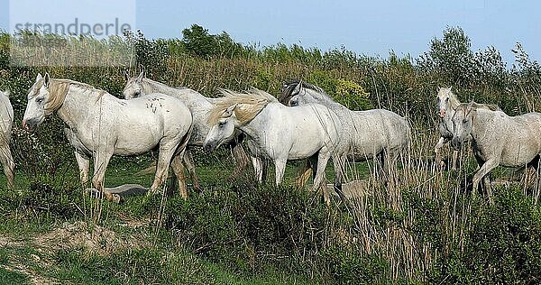 Camarguepferd Herde im Sumpf stehend  Saintes Marie de la Mer in der Camargue  in Südfrankreich