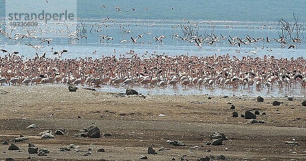 Zwergflamingo (phoenicopterus minor)  Gruppe im Flug  Kolonie am Bogoriasee in Kenia