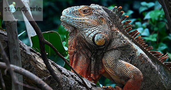 Grüner Leguan (iguana iguana)  erwachsenes Männchen auf Ast stehend  Los Lianos in Venezuela