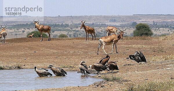 Eigentliche Kuhantilope (alcelaphus buselaphus)  Herde am Wasserloch stehend  und Afrikanischer Weißrückengeier (gyps africanus)  Nairobi Park in Kenia