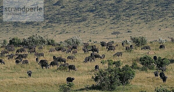 Kaffernbüffel (syncerus caffer)  stehende Herde in der Savanne  Tsavo Park in Kenia