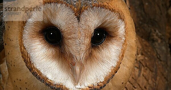 Schleiereule (tyto alba)  Porträt eines Erwachsenen  der sich umschaut  Normandie in Frankreich