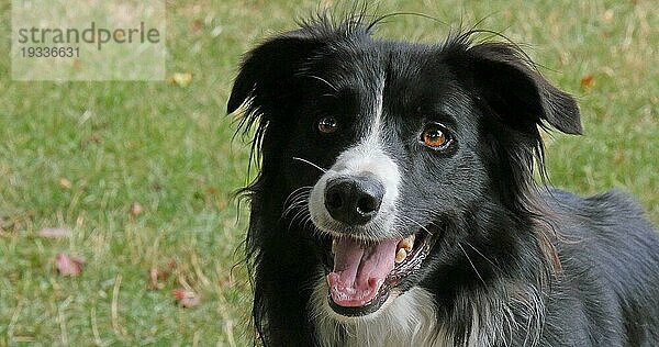 Border Collie Hund auf Gras  Portrait eines Rüden