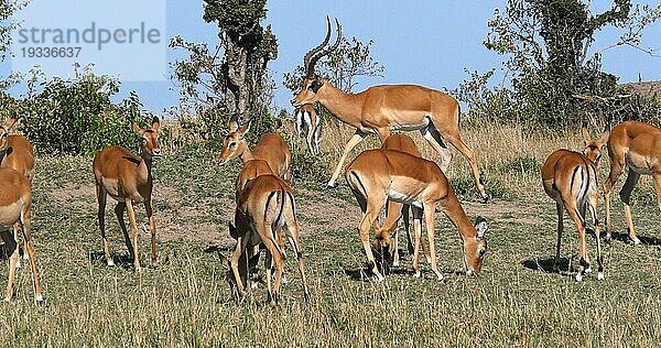 Impala (aepyceros) melampus  Männchen und Weibchen  Masai Mara Park in Kenia