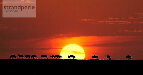 Streifengnu (Connochaetes taurinus) bei Sonnenuntergang  Masai Mara Park in Kenia