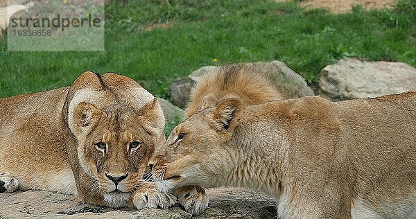 Afrikanischer Löwe (panthera leo)  Gruppe mit einem Männchen und einem Weibchen