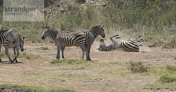 Grant's Zebra (equus burchelli) boehmi  adult beim Staubbad  Nairobi Park in Kenia