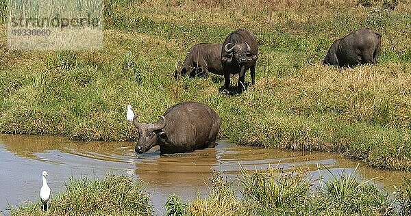 Kaffernbüffel (syncerus caffer)  Gruppe am Wasserloch  Nairobi Park in Kenia