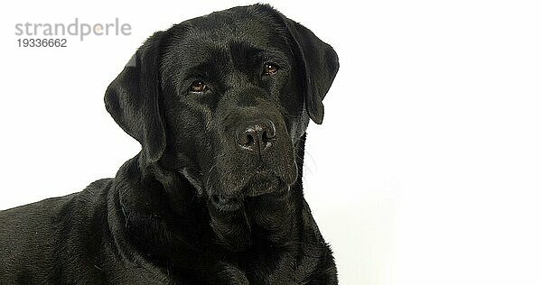 Schwarzer Labrador Retriever  Portrait der Hündin auf weißem Hintergrund  Normandie