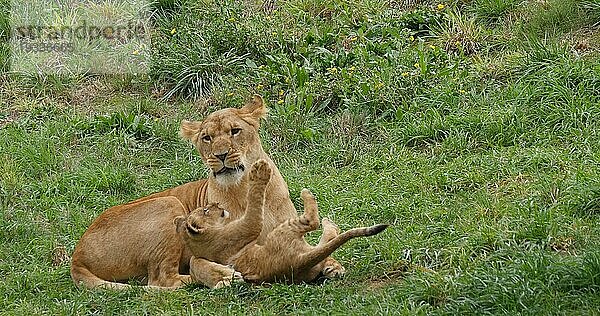 Afrikanischer Löwe (panthera leo)  Mutter und Jungtier