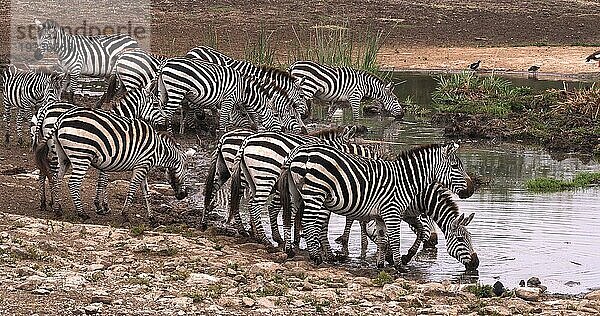 Grant's Zebra (equus burchelli) boehmi  Herde am Wasserloch  Nairobi Park in Kenia