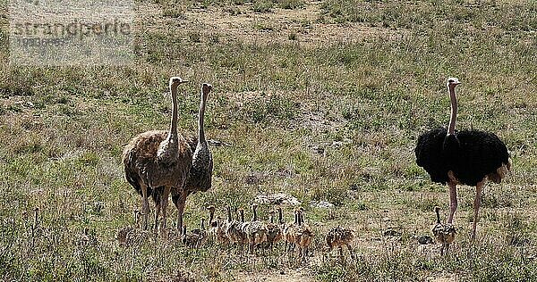 Afrikanischer Strauß (struthio camelus)  Männchen  Weibchen und Küken wandern durch die Savanne  Nairobi National Park in Kenia