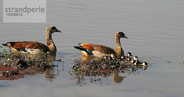 Nilgans (alopochen aegyptiacus)  Männchen mit Weibchen und Gänseküken  Masai Mara Park in Kenia