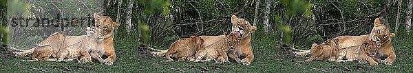 Afrikanischer Löwe (Panthera leo)  Mutter und Jungtier  Masai Mara Park in Kenia