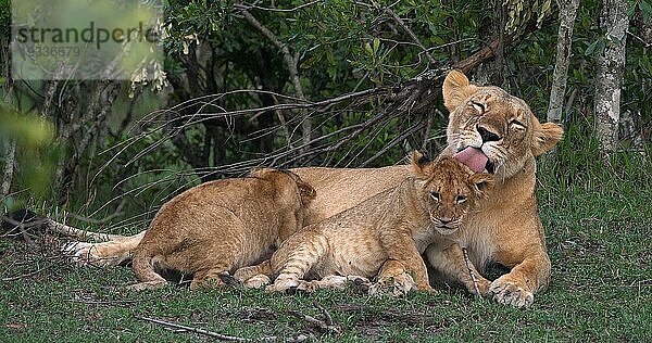 Afrikanischer Löwe (Panthera leo)  Mutter und Jungtier  Masai Mara Park in Kenia